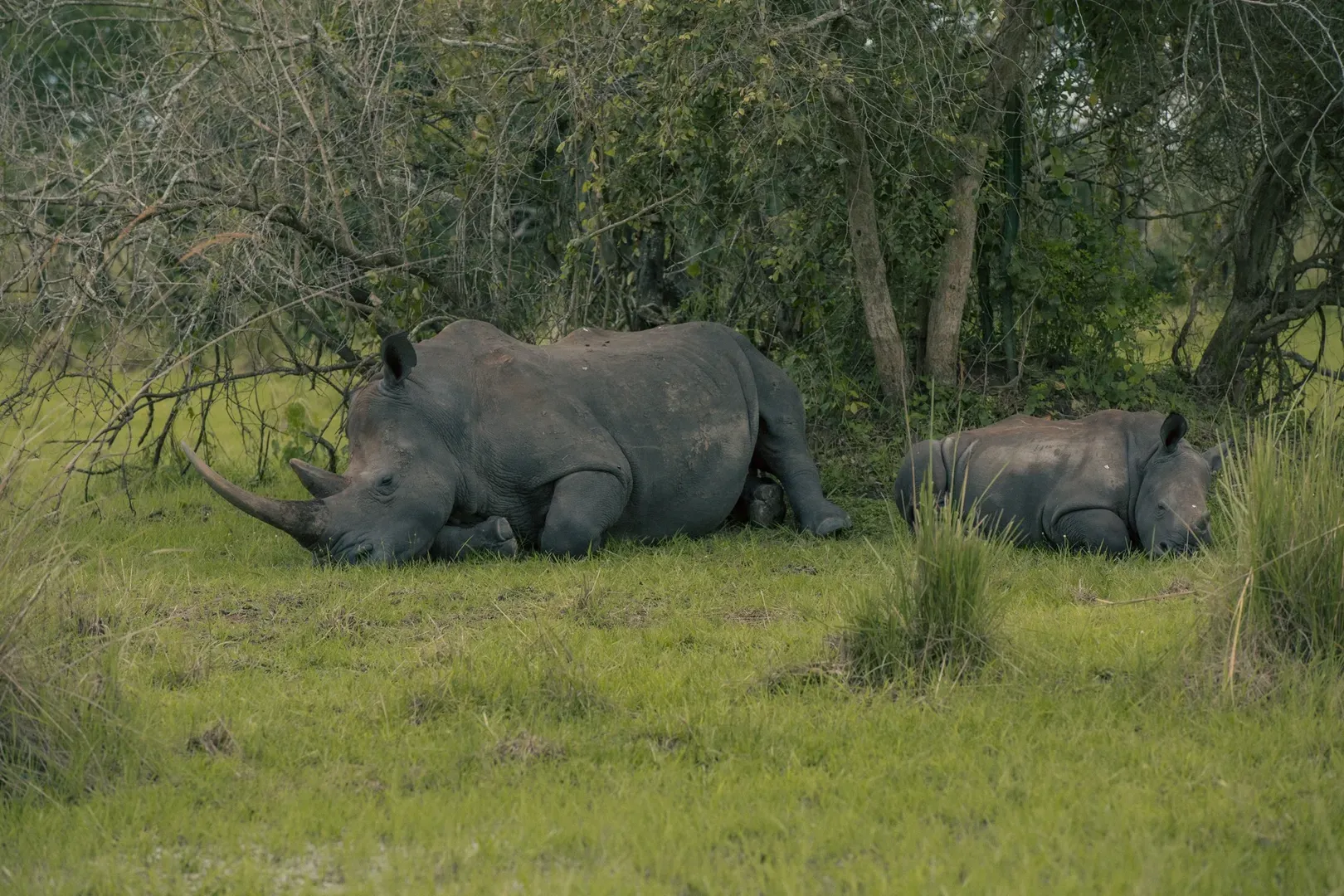 Rhinos in Uganda