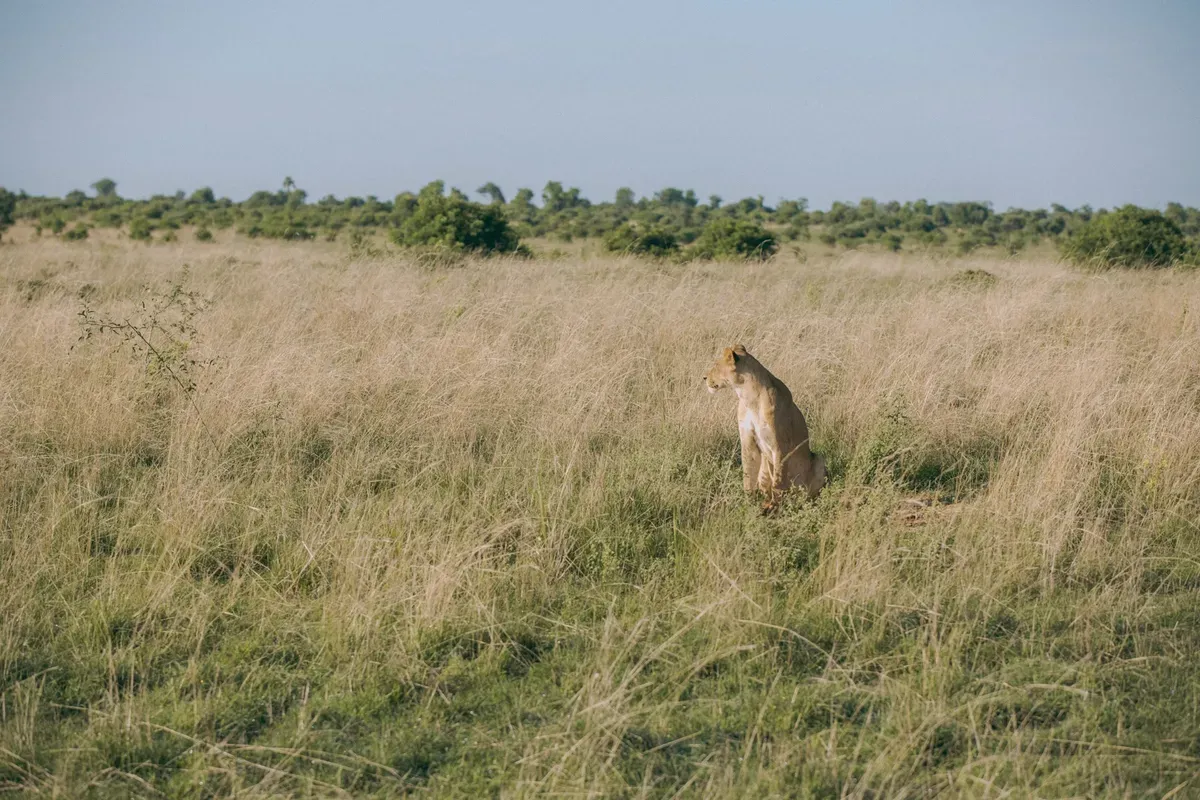 Lion in the Savannah