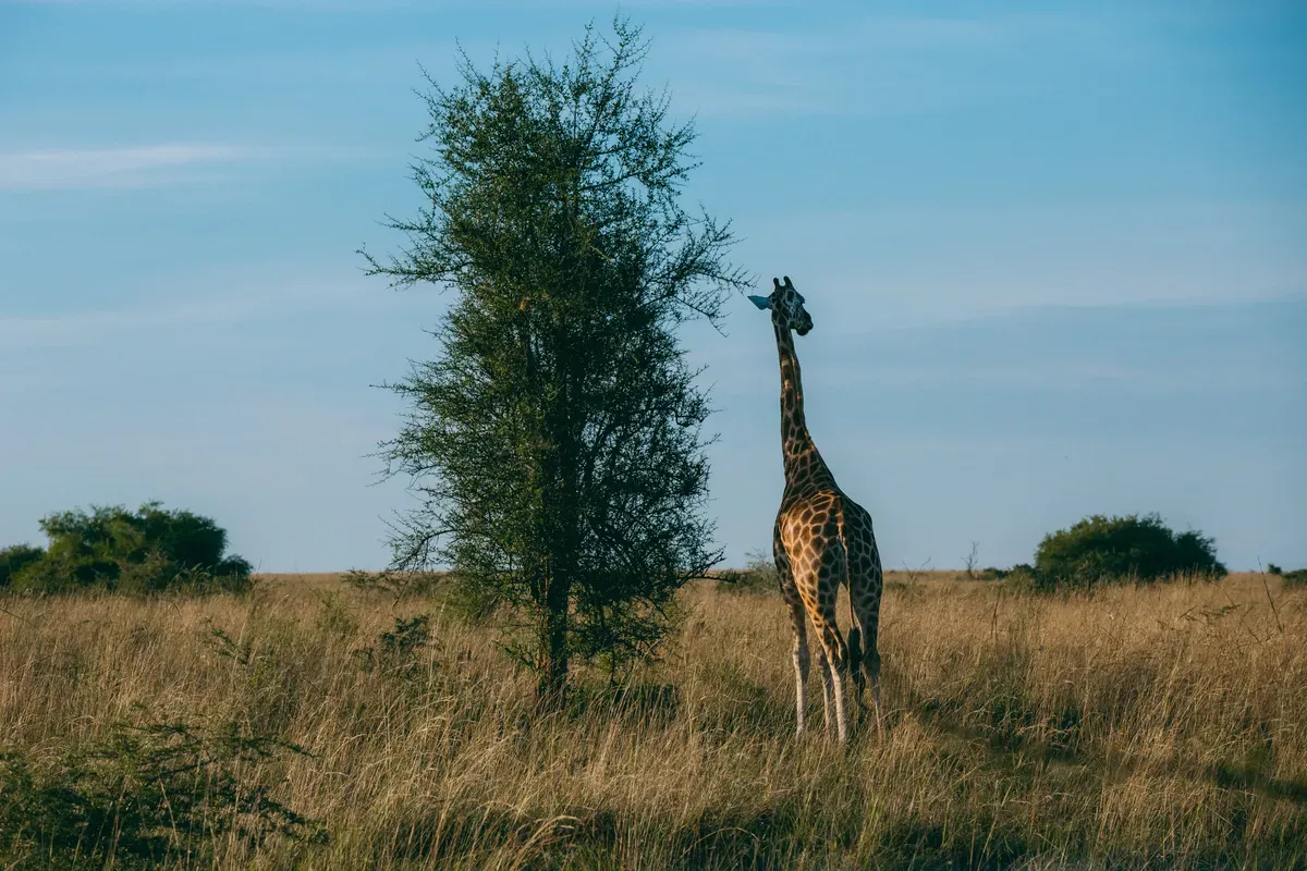 Murchison Falls Adventure 4