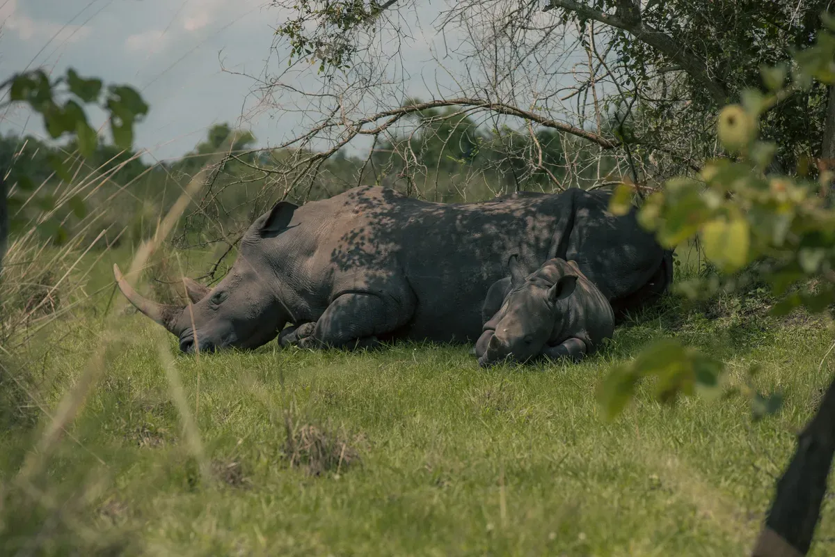 Murchison Falls Adventure 1