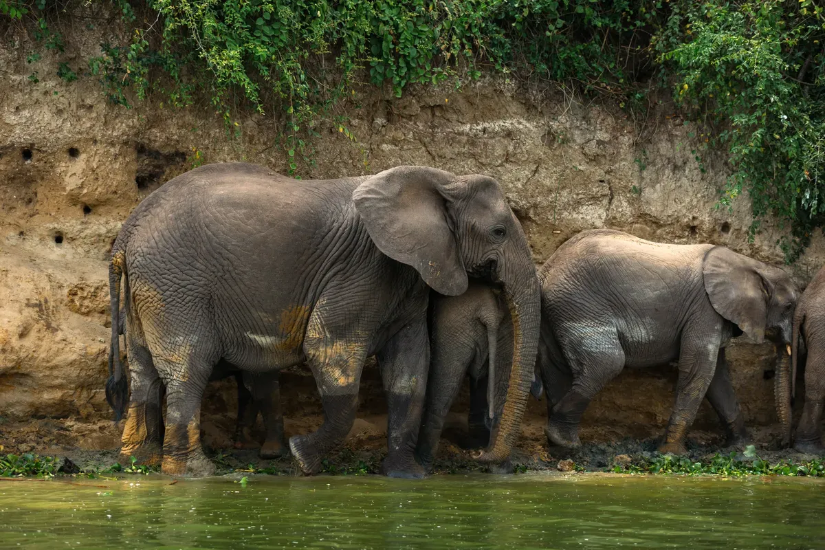 Uganda Bitcoin Safari Experience 2