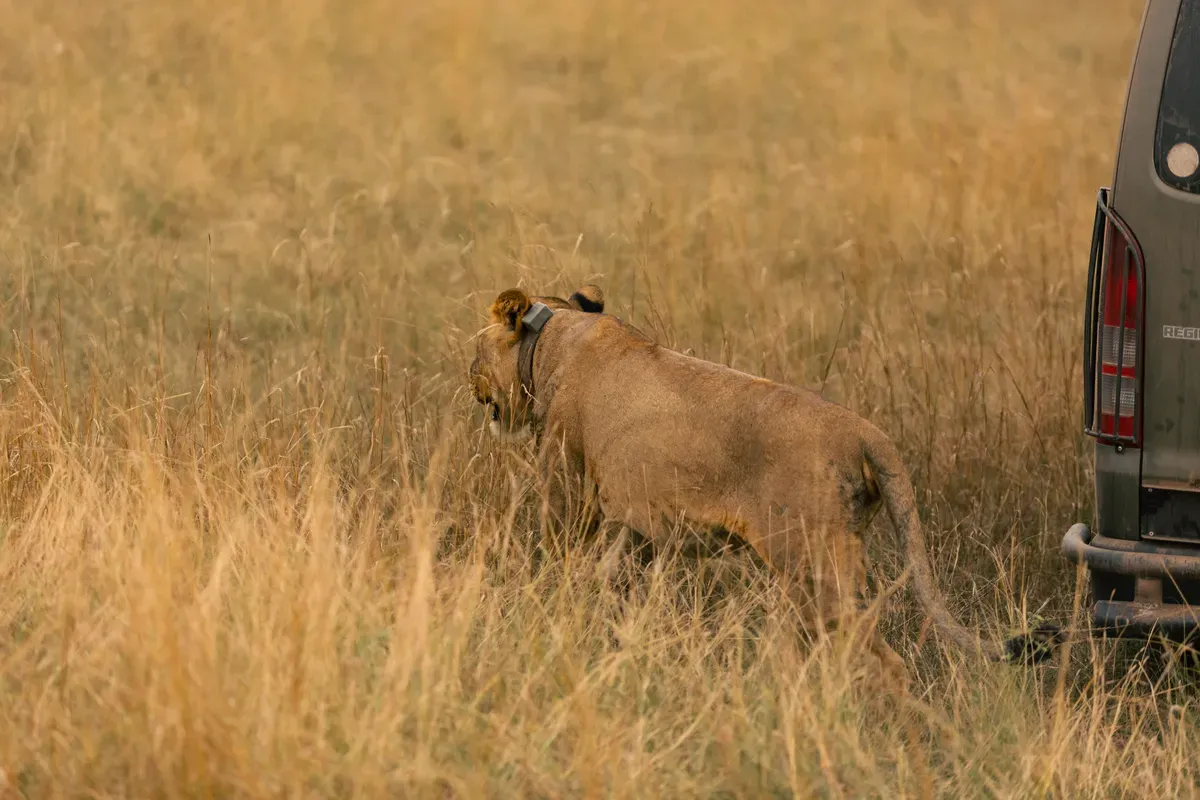 Lion on the savanna