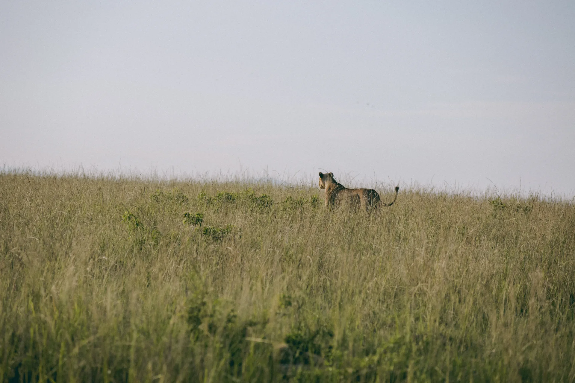 Uganda Safari Experience