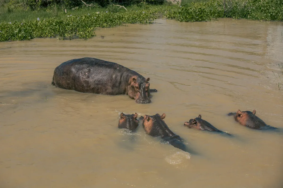Queen Elizabeth Wildlife Safari